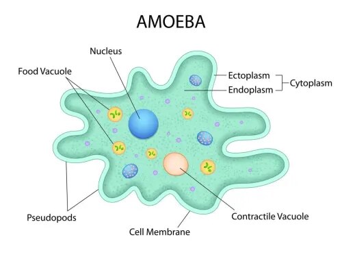 Amoeba product image