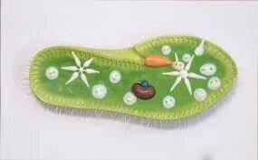 Paramecium	  product image