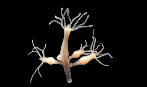 Hydra product image