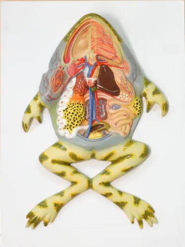 Frog Digestive System product image