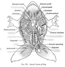 Frog Arterial System product image