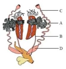 Frog Reproductive (Female) product image