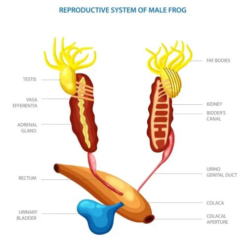 Frog Reproductive (Male) product image