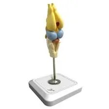 Frog Brain product image