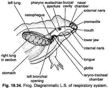 Frog Repiratory product image