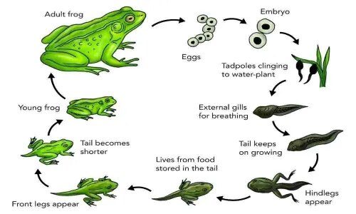 Life History Of Frog product image