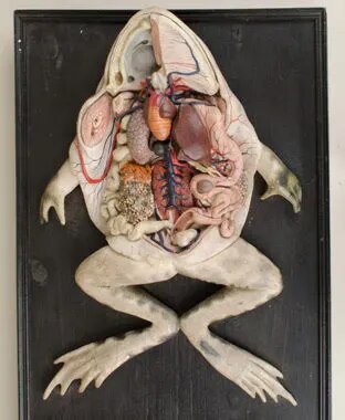 Frog Dissection product image