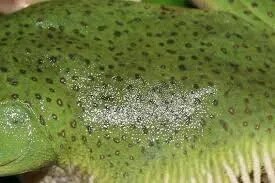 Frog Skin product image