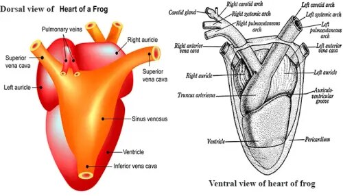 Frog Heart product image