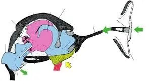 Frog Ear product image