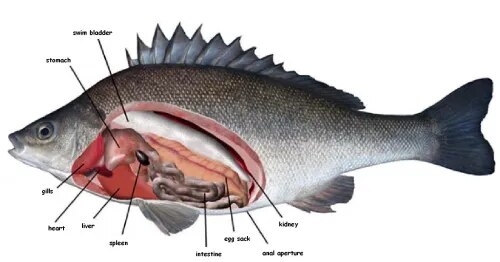 Fish Dissectin product image