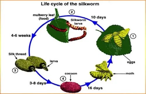 Life History Of Slik Worm product image