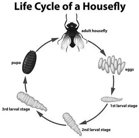 Life History Of House Fly product image