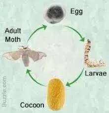 Life History Of Silk Moth product image