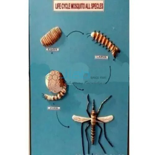 Life History Of Mosquito product image