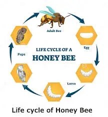 Life History Of Honey Bee product image