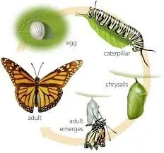 Life History Of Butterfly product image