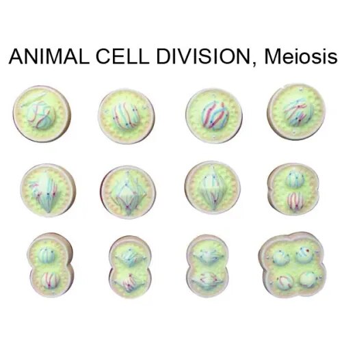 Meiosis(Animal Cell Divison) Large Size product image