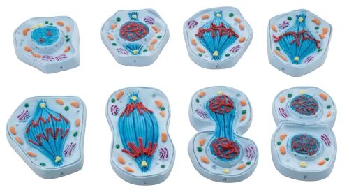 Meiosis(Animal Cell Divison) Small Size product image