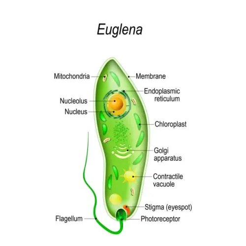 Euglena product image