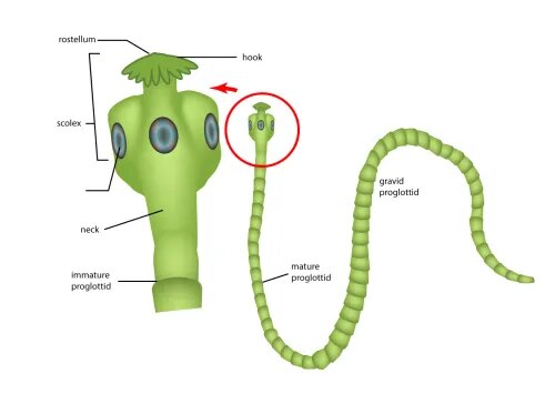 Tape Worm product image