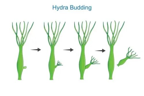 Budding In Hydra product image