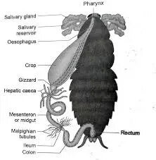 Cockroach Digestive System product image