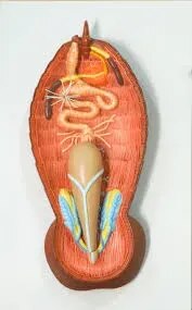 Cockroach Respiratory System product image