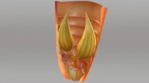 Cockroach Reproductive System(Female) product image