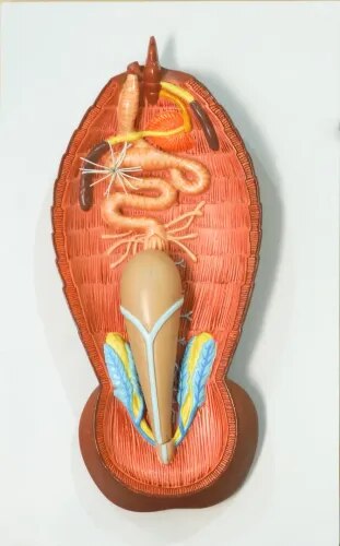 Cockroach Nervous System product image