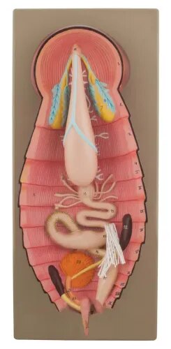 Cockroach Dissection System product image