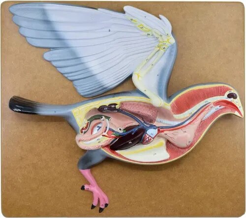 Pigeon Dissection System product image