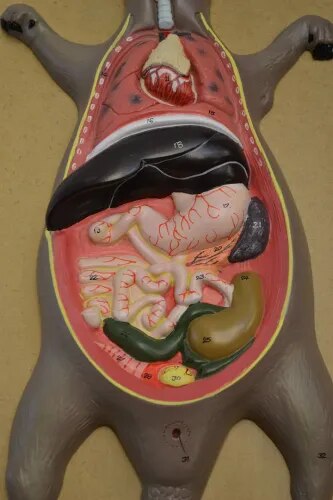 Rat Dissection System product image