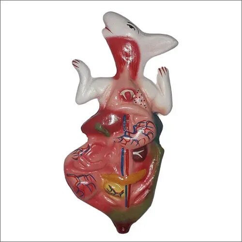 Rabbit Dissection System product image