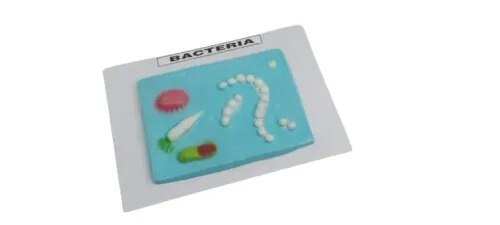 Bacteria, Small Size product image