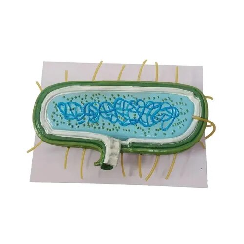 Bacteria, Big Size product image
