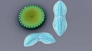 Diatoms product image