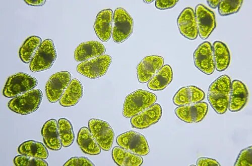 Desmids product image