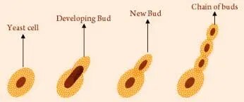 Budding In Yeast product image