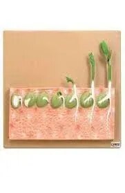 Germination Of Seed product image