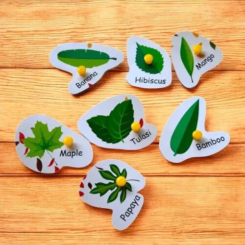 Types Of Leaves product image