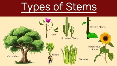 Types Of Stems product image