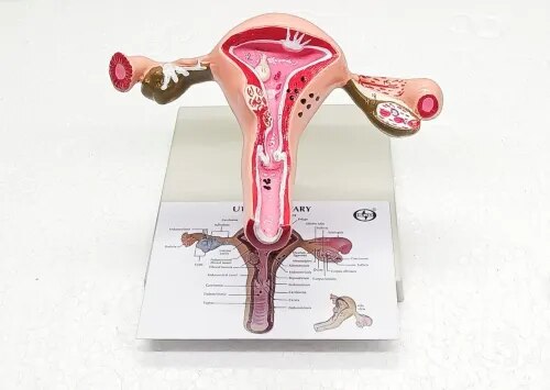 Ls Ovary product image