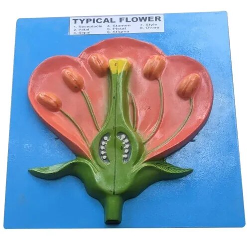 Typical Flower On Board In 3 Disarticulated Parts product image