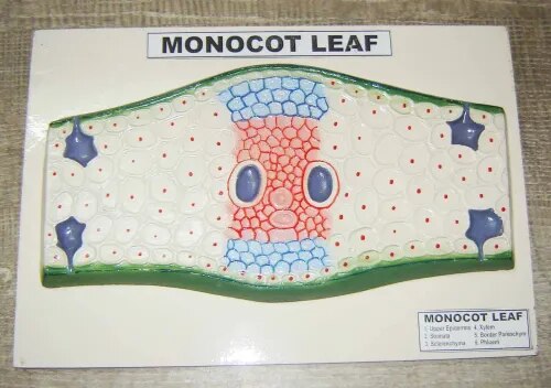 T.S . Monocot Leaf product image