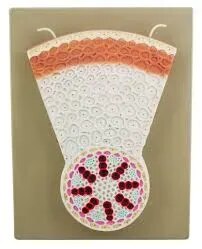 T.S . Monocot Root product image