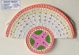 T.S. Dicot Root product image