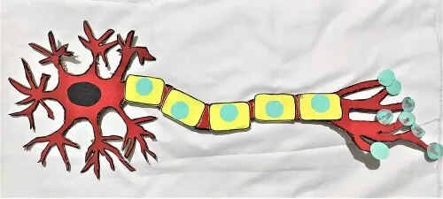 Nerve Cell product image