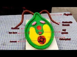 Structure Of Chlamdomonous product image