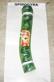 Spirogyra product image